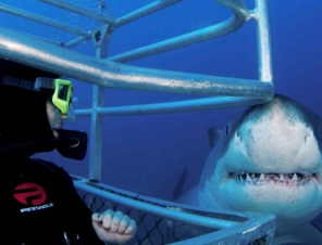Port Lincoln South Australia Cruise Ship port of call shark cage tours